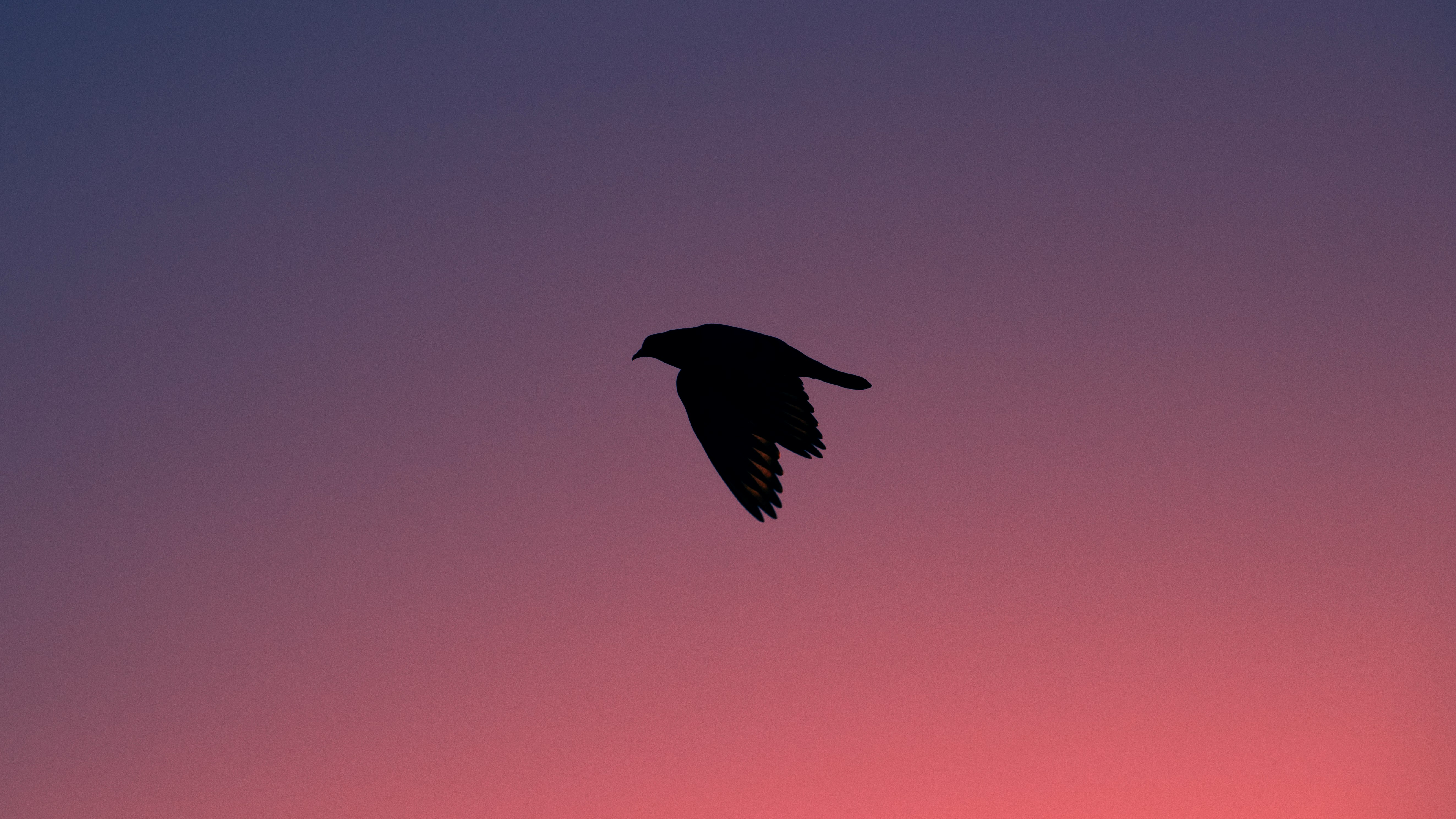 black bird flying during daytime